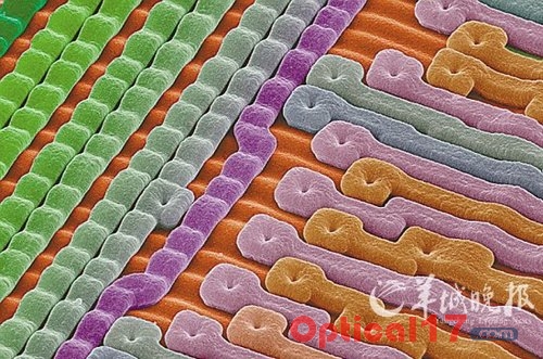 顯微鏡下的硅芯片排列整齊的樣子