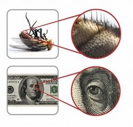 被放大了的昆蟲