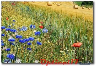 胡須象鼻蟲(chóng)