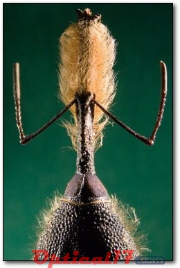 顯微鏡下的胡須象鼻蟲(chóng)