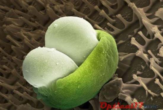 表面柔滑的松樹花粉