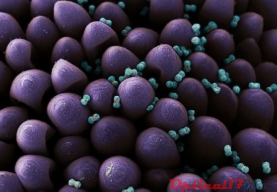 勿忘草的藍(lán)色花粉