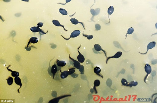 我們通?？吹降摹⒓磳⒊砷L(zhǎng)為青蛙的蝌蚪