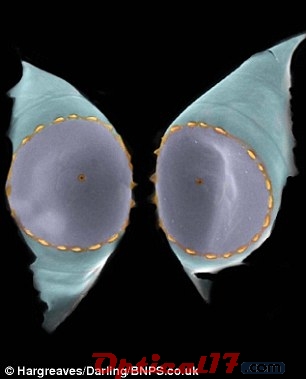 對這些細胞著色以產(chǎn)生令人印象深刻的效果