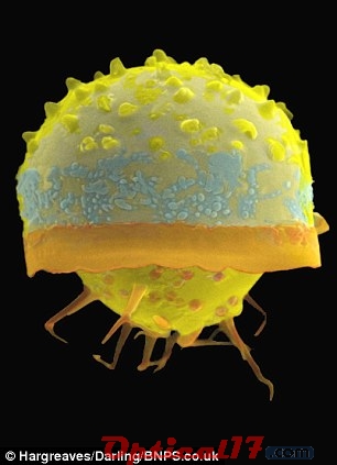 利用電子顯微鏡將這個古老的細胞放大一百萬倍，然后著色形成自然生命各種令人驚嘆的圖案