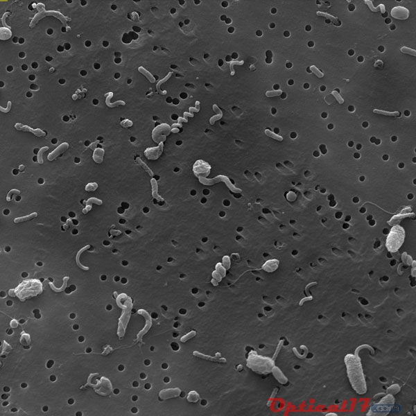 電子顯微鏡圖像的細(xì)菌群落，一個(gè)過濾器。這些微生物被收集百慕大附近的馬尾藻海下820英尺（250米）。