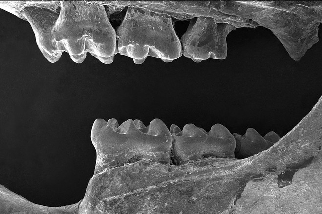 為研究發(fā)現(xiàn)于中國東北的滅絕嚙齒類動物，古生物學(xué)館館長金蒙（音）和同事利用掃描電子顯微鏡拍攝了其骨骼和細(xì)小牙齒的微距特寫。掃描電鏡圖像顯示，該動物牙齒具有比其他近親更多的進(jìn)化特征。這強(qiáng)有力地證明了科學(xué)家們發(fā)現(xiàn)的是一個生活在1600萬年前的新物種。