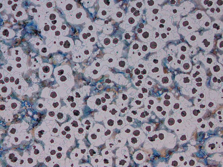 徠卡顯微鏡如何觀察金屬和合金的顯微結(jié)構(gòu)特征