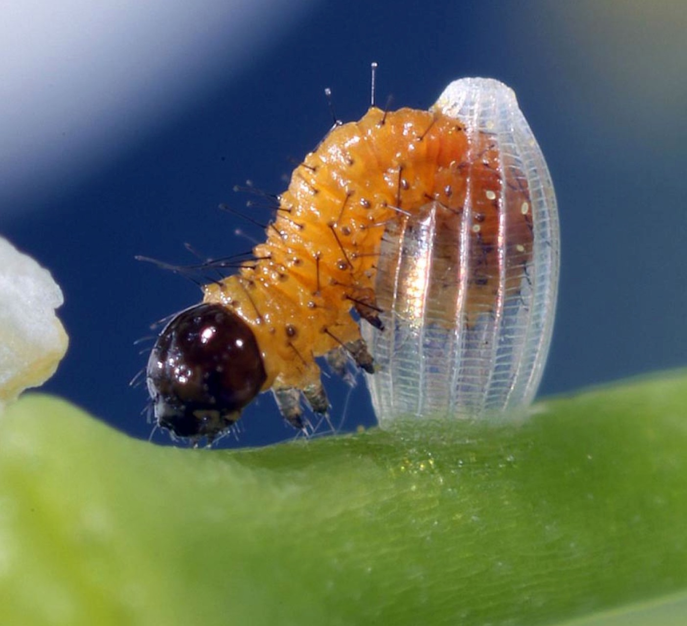 用顯微鏡發(fā)現(xiàn)微觀美景：毛毛蟲(chóng)破卵