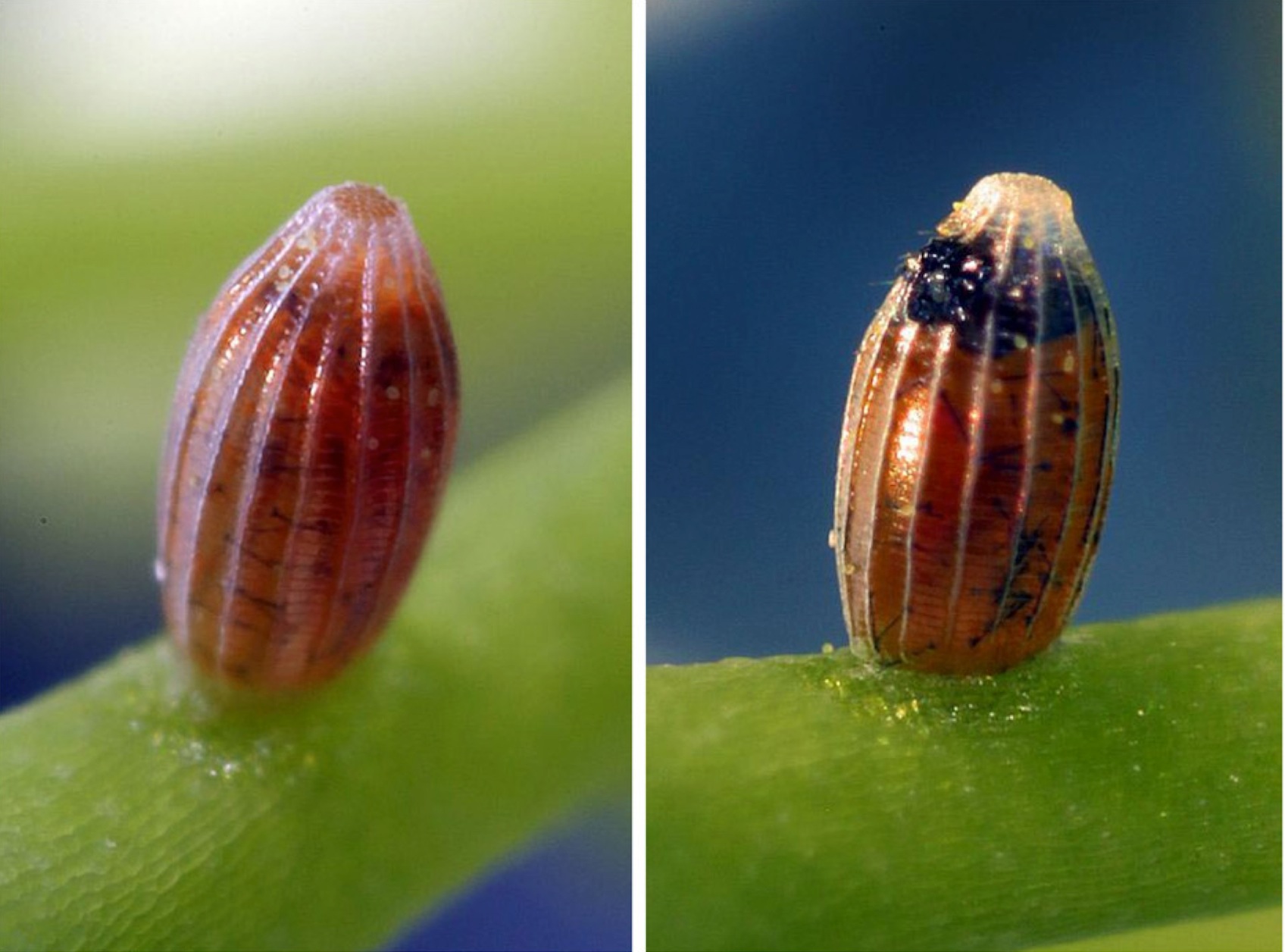 用顯微鏡發(fā)現(xiàn)微觀美景：毛毛蟲(chóng)破卵