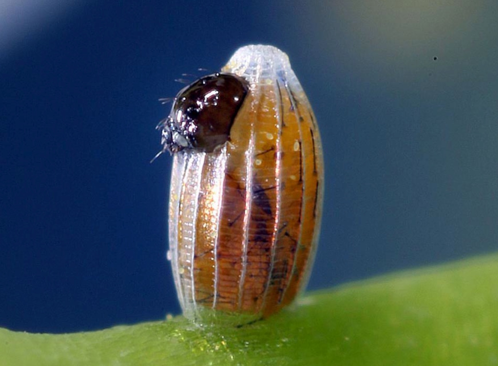 用顯微鏡發(fā)現(xiàn)微觀美景：毛毛蟲(chóng)破卵