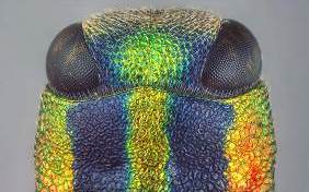 第四屆奧林巴斯顯微鏡全國(guó)顯微圖像大賽獲獎(jiǎng)選手訪談