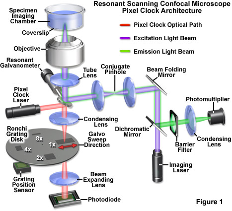 尼康顯微鏡共振掃描共聚焦放大顯微鏡
