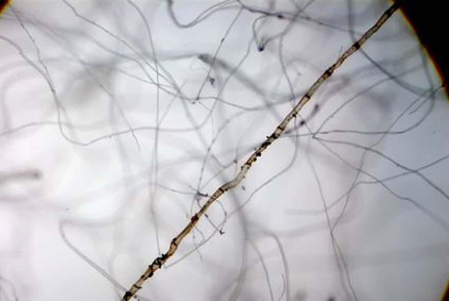 顯微鏡探索微觀世界的精彩:美麗的飛絮: