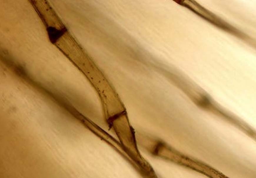 顯微鏡探索微觀世界的精彩:美麗的飛絮: