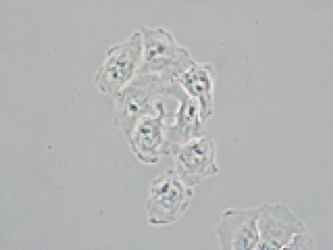 鏡觀其變，靈動心生：奧林巴斯全新倒置顯微鏡IX3系列詳解