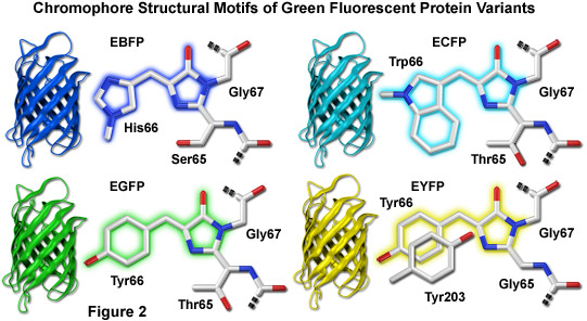 奧林巴斯顯微鏡熒光蛋白的顏色調色板