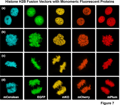 奧林巴斯顯微鏡熒光蛋白的顏色調色板