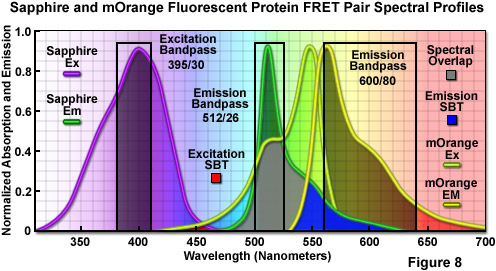 奧林巴斯顯微鏡熒光蛋白的顏色調色板