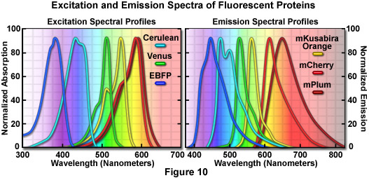 奧林巴斯顯微鏡熒光蛋白的顏色調色板