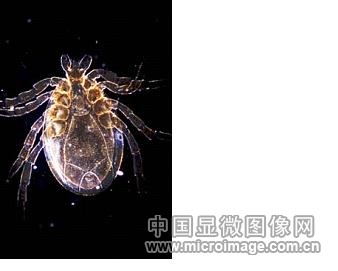 顯微鏡的七種觀察方式