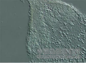 顯微鏡的七種觀察方式