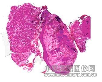 顯微鏡的七種觀察方式