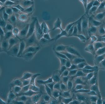 Leica實驗室倒置顯微鏡DMi1 Leica實驗室倒置顯微鏡DMi1