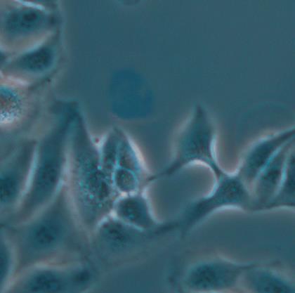 Leica實驗室倒置顯微鏡DMi1 Leica實驗室倒置顯微鏡DMi1