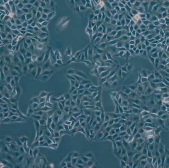 Leica實驗室倒置顯微鏡DMi1 Leica實驗室倒置顯微鏡DMi1