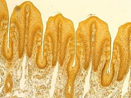 Leica教學生物顯微鏡DM100 DM300