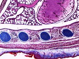 Leica教學生物顯微鏡DM100 DM300
