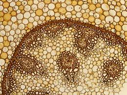 Leica教學生物顯微鏡DM100 DM300