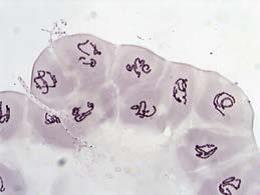 Leica教學生物顯微鏡DM100 DM300