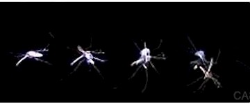 激光滅蚊炮及激光滅蚊機(jī)器人