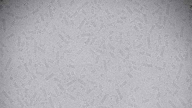 新型顯微鏡技術讓CRISPR-Cas系統(tǒng)如虎添翼 新型顯微鏡技術讓CRISPR-Cas系統(tǒng)如虎添翼