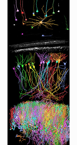 小鼠大腦 小鼠大腦
