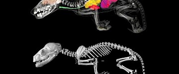 塔斯馬尼亞虎的滅絕距離越來(lái)越近