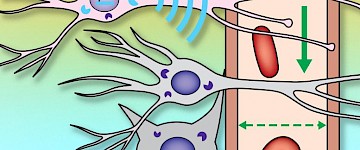 麻省理工學(xué)院的新核磁共振探測器可以揭示大腦的更多內(nèi)部運(yùn)作過程
