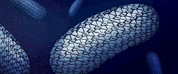 壯觀的鎖子甲結(jié)構(gòu)：揭示了超級細(xì)菌艱難梭菌的防護(hù)裝甲