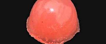 新植物性軟糖維生素可以幫助素食者獲得必需的營養(yǎng)素