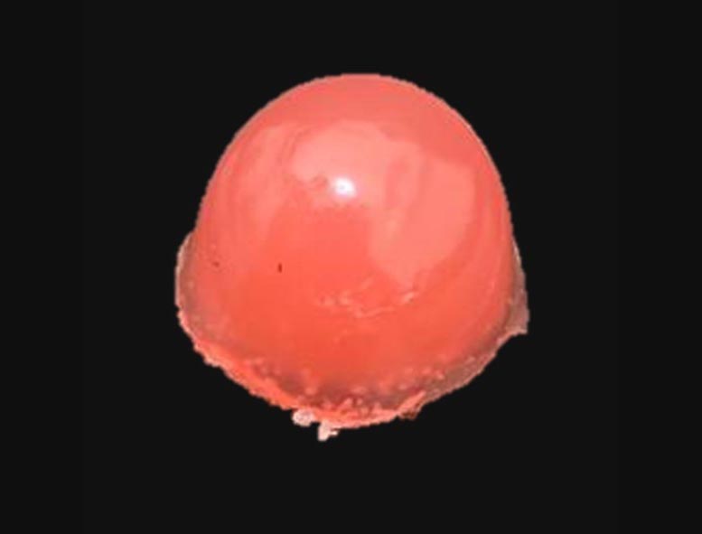 素食軟糖維生素