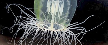 用水母的眼睛窺視進(jìn)化的內(nèi)部運(yùn)作
