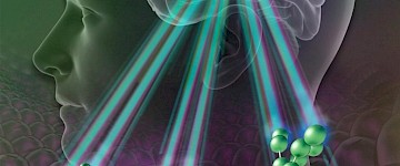 實驗表明糖分子如何用于追蹤大腦中的干細(xì)胞