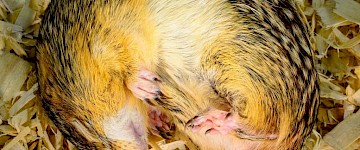 微生物幫助冬眠的動物回收營養(yǎng)并在整個冬天保持肌肉量