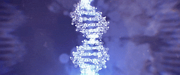 跨動物王國的基因突變?yōu)樗ダ咸峁┝诵碌木€索