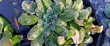 第一次霜凍是最深的——新發(fā)現(xiàn)可能有助于我們在多變的氣候中種植農(nóng)作物