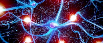 神經(jīng)元可塑性：科學(xué)家們展示了慢性疼痛如何導(dǎo)致適應(yīng)不良的焦慮
