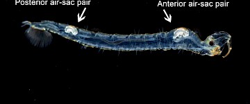 動(dòng)物學(xué)家解決了漂浮幻影蠓的奇異百年之謎